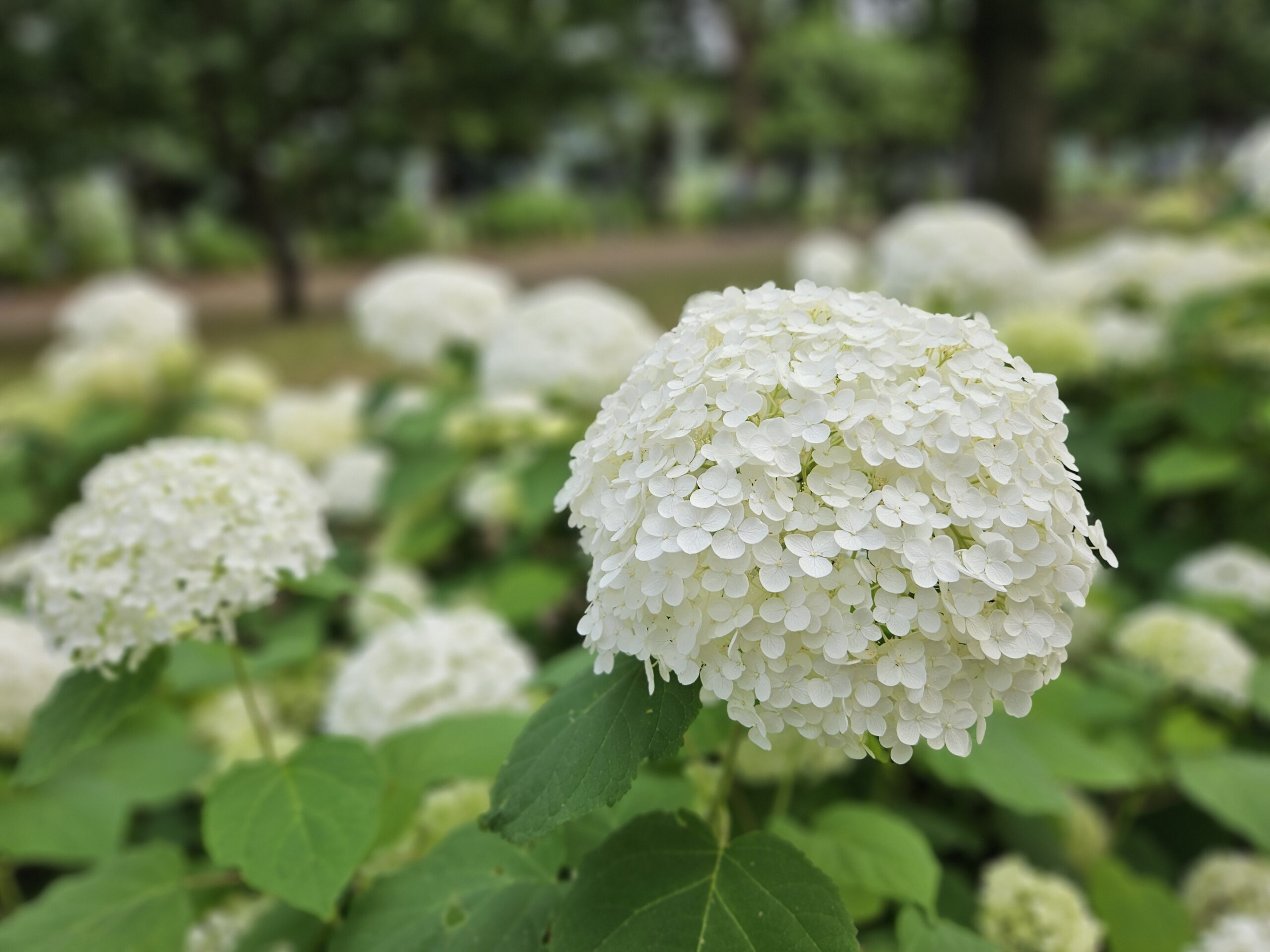 紫陽花と一緒に