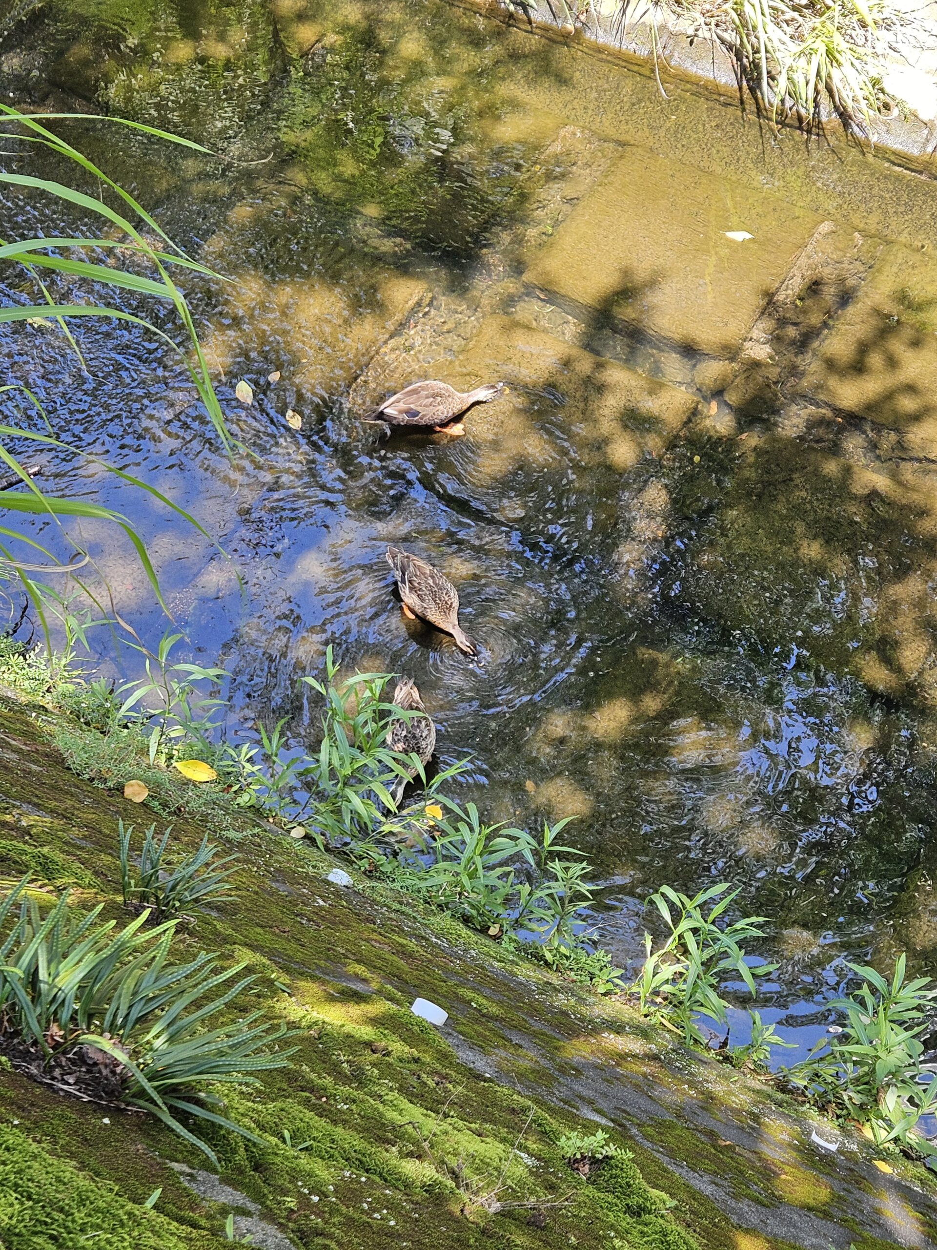 乞田川のカモ