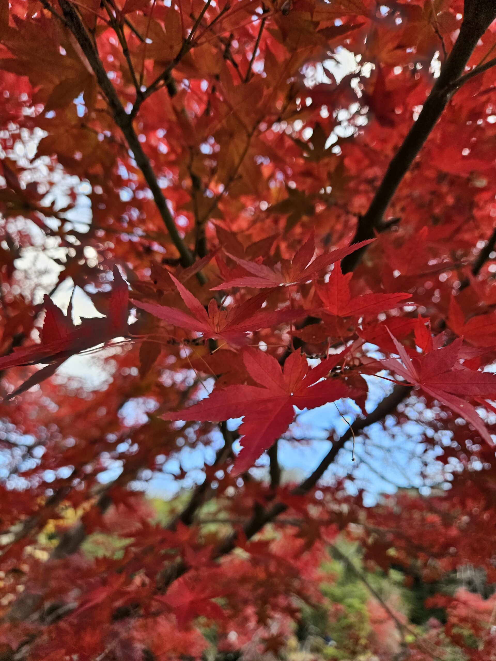 紅葉