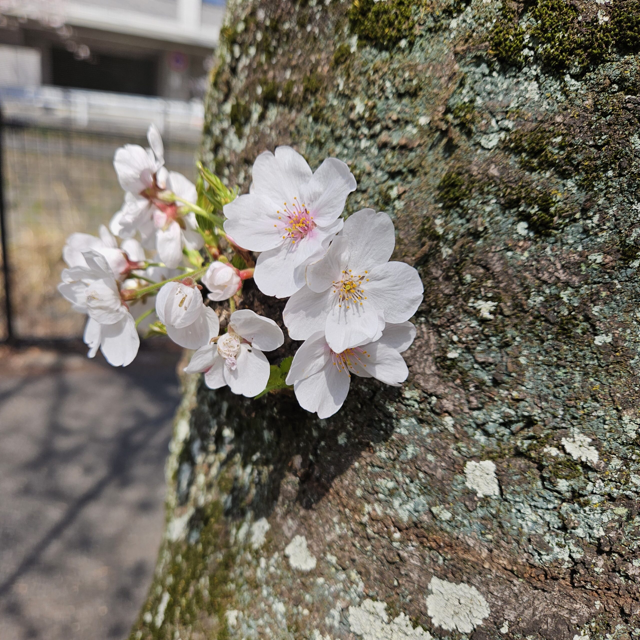 桜